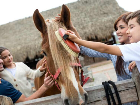 How Much Does a Farrier Cost