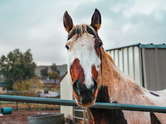 How Much Does a Quarter Horse Cost