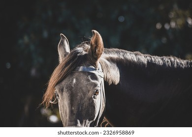 Black Arabian Horse