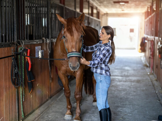 Cellulitis in Horses