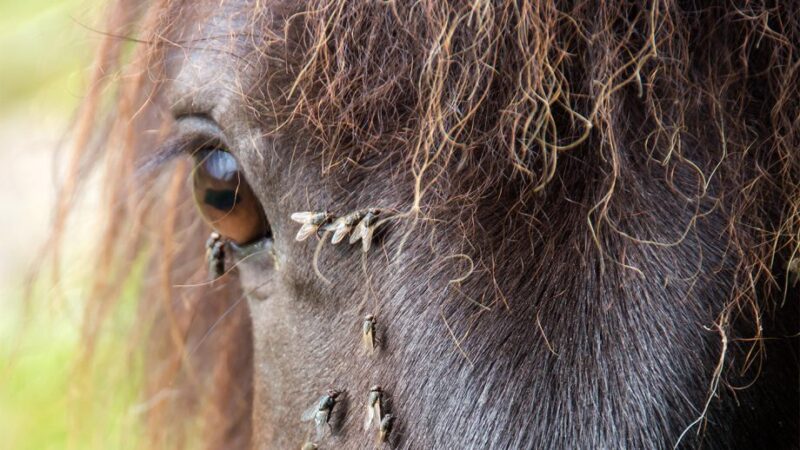 Fly Spray for Horses