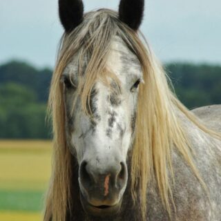 Greyish Horses