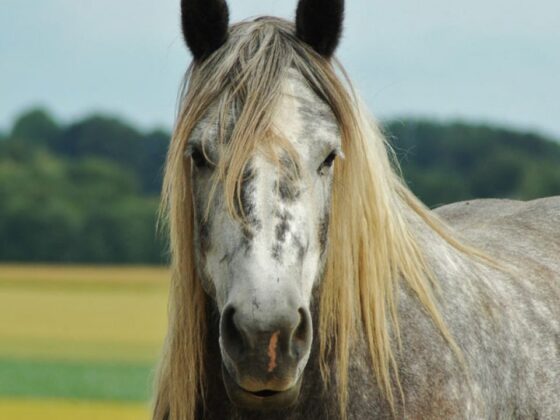 Greyish Horses
