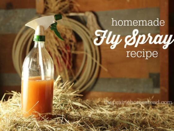 Homemade Fly Spray for Horses