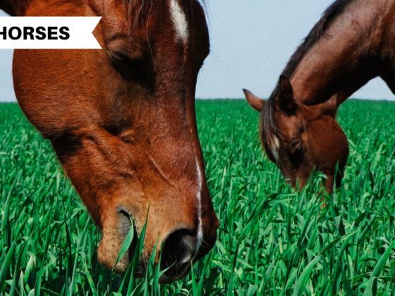 Horse Feed Bag