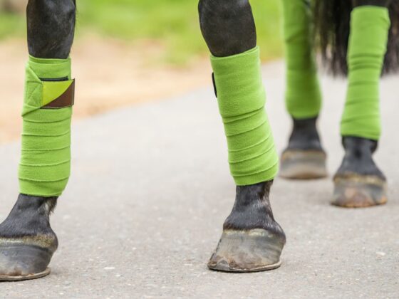 Horse Leg Wraps